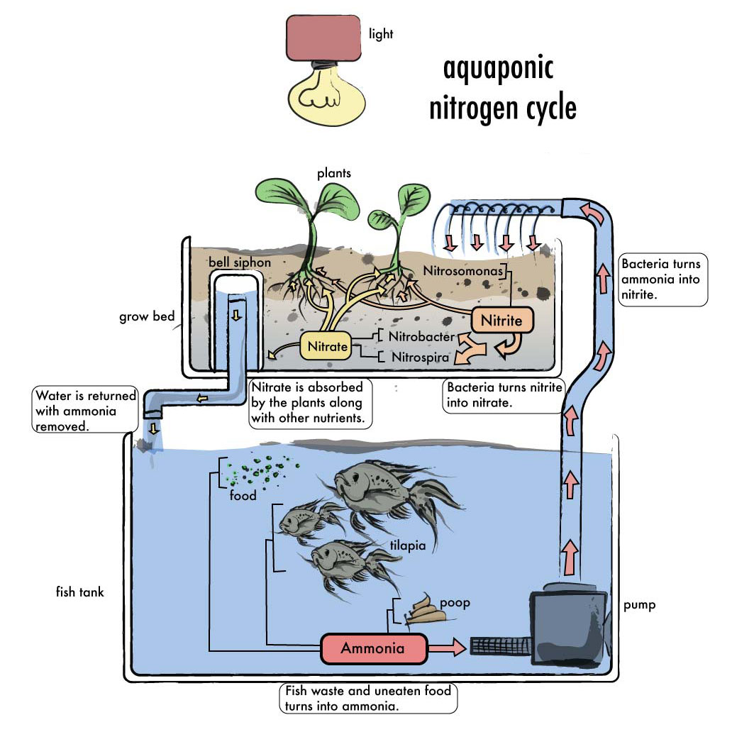 What is Aquaponics? The Cutting Edge of Sustainable Urban Farming